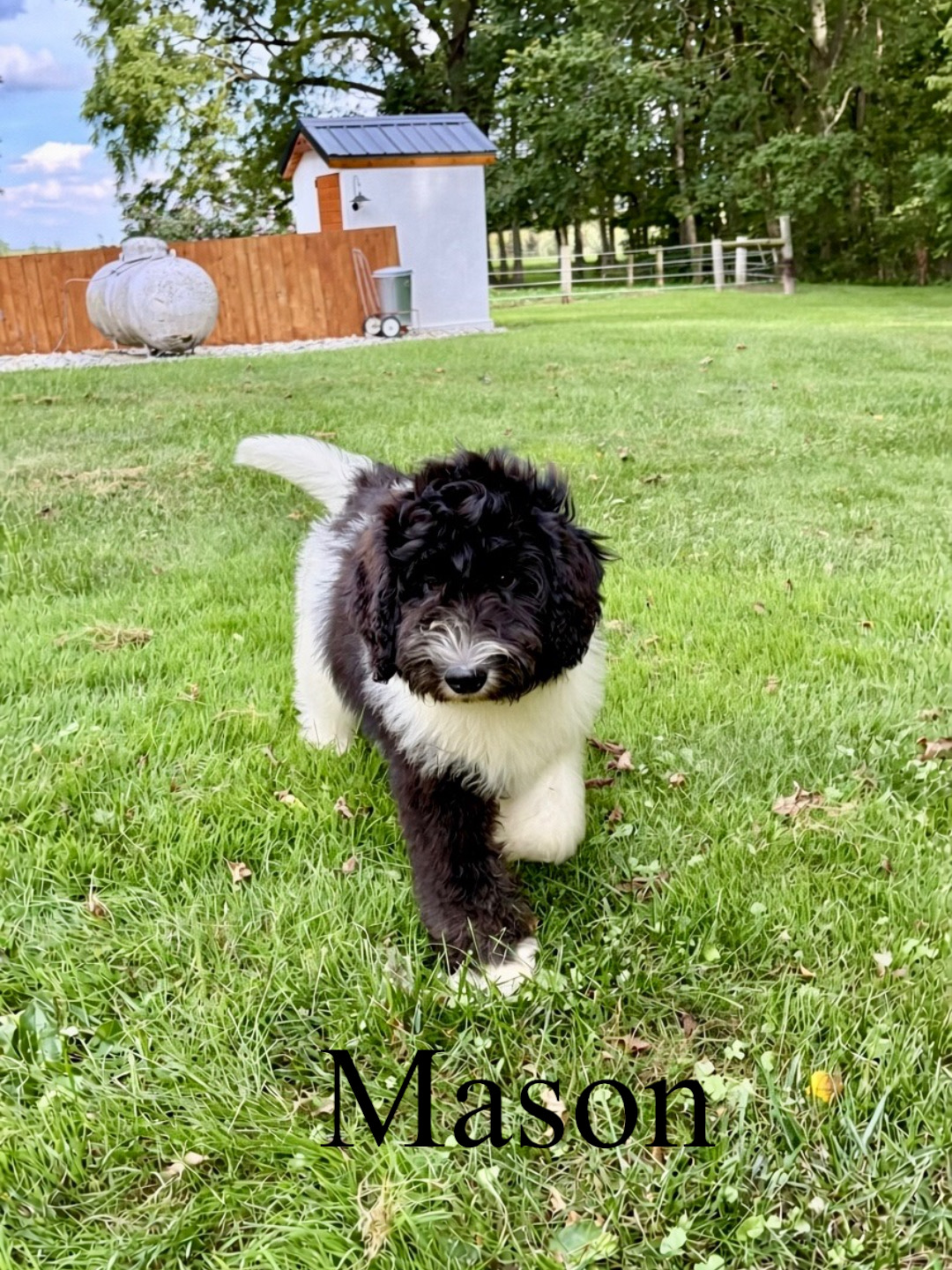 Mason (orange collar) 2
